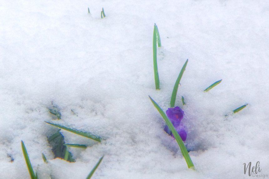 fleurs Crocus qui percent la neige