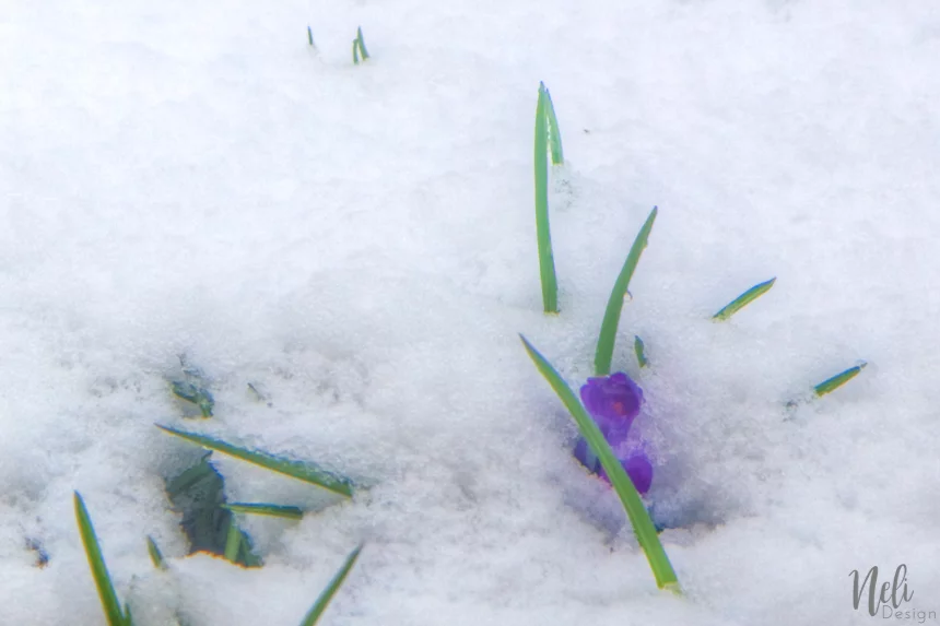 Crocus flowers breaking through the snow